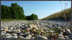 cesta