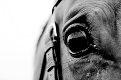Horse eye