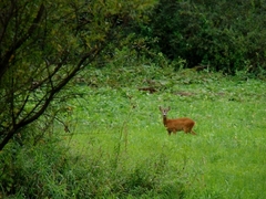 srnec lesný Capreolus capreolus