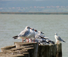 Seagulls