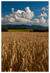 countryside
