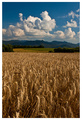 countryside