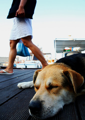 Siesta