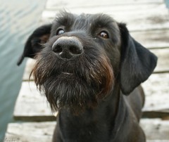 Ked chce psík niečo povedat :)