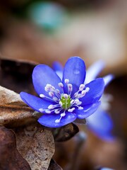 Hepatica