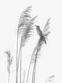 Trsteniarik