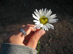 margaretka