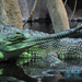 Krokodíly v pražskej ZOO