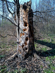 Ďatlov  "TOTEM"