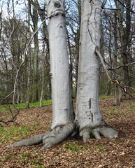 Dvojča