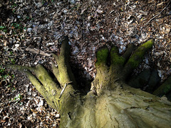 "prsty" do zeme zaborené ...