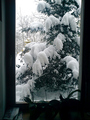 Zima v okne