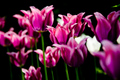 tulipany