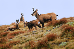 Nízkotatranská idylka III