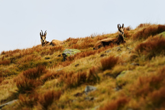 Nízkotatranská idylka I