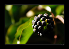 Brečťan popínavý