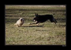 Hra na pastiera a ovečku