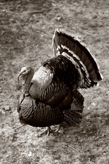 Divočina X - Samuraj