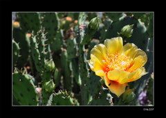 Yellow Cactus Bloom :-)