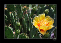 Yellow Cactus Bloom :-)