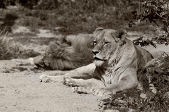 Divočina XI - Relax pred lovom