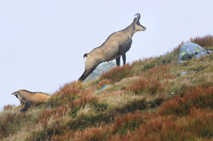 Nízkotatranská idylka IV