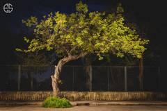 Bonsai