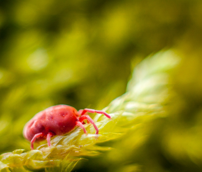 Trombidium holosericeum