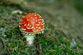 Muchotravka