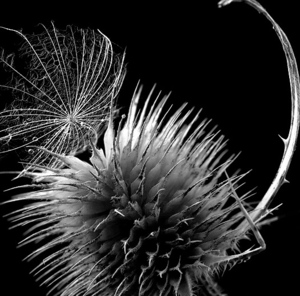 zachytený..padáčik,,so semienkom