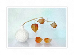 Physalis alkekengi