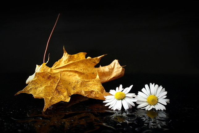 Dve krásky-sedmokrásky