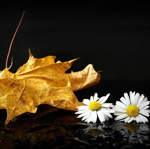 Dve krásky-sedmokrásky