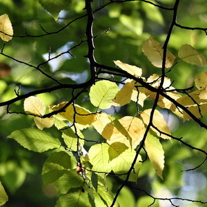 pohľad do konárov stromu