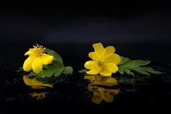 krása jarných kvetov