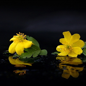 krása jarných kvetov