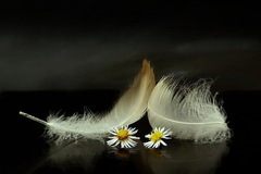 labutie pierka s kvetmi