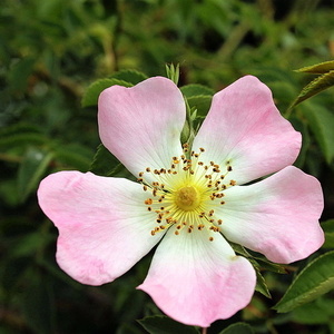 ruža šípová