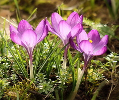 krokusy