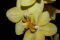 orchidea