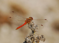 Sympetrum