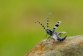 Fúzač alpský (Rosalia alpina)
