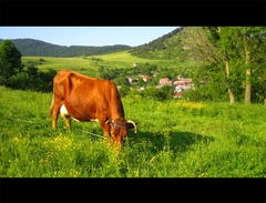 Kamenica,