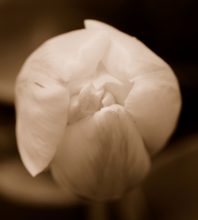 tulipán po daždi