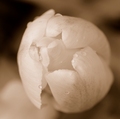 tulipán po daždi