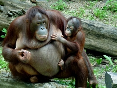 orangutania matka so synom
