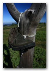 Bota