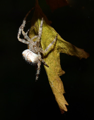Pavucik