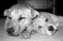 Lucky Budy