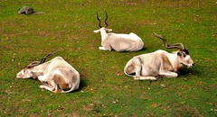 A zase nič na práci.